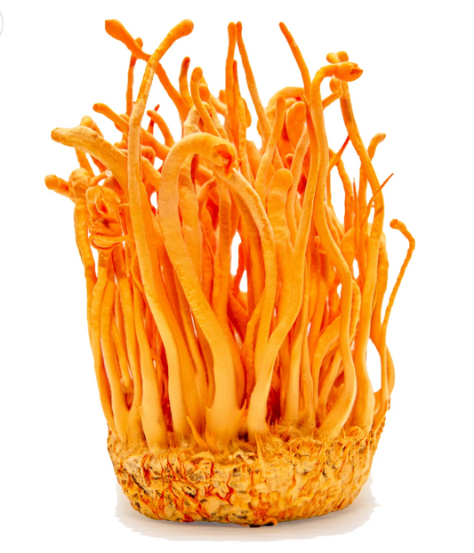 Shroomshot – Inner Energy (Cordyceps, Citrus & Hibiscus)