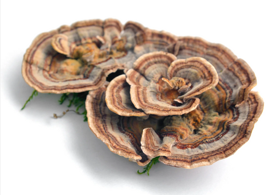 Shroomshot – Golden Immunity (Turkey Tail, Ginger & Turmeric)